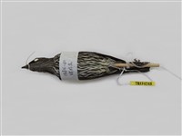 藏品(輝椋鳥)的圖片